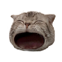 POPCAT